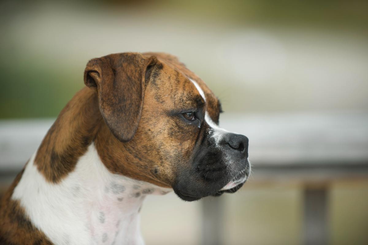 Canine and human boxers are both tough. Give your four-legged friend a name that shows it!