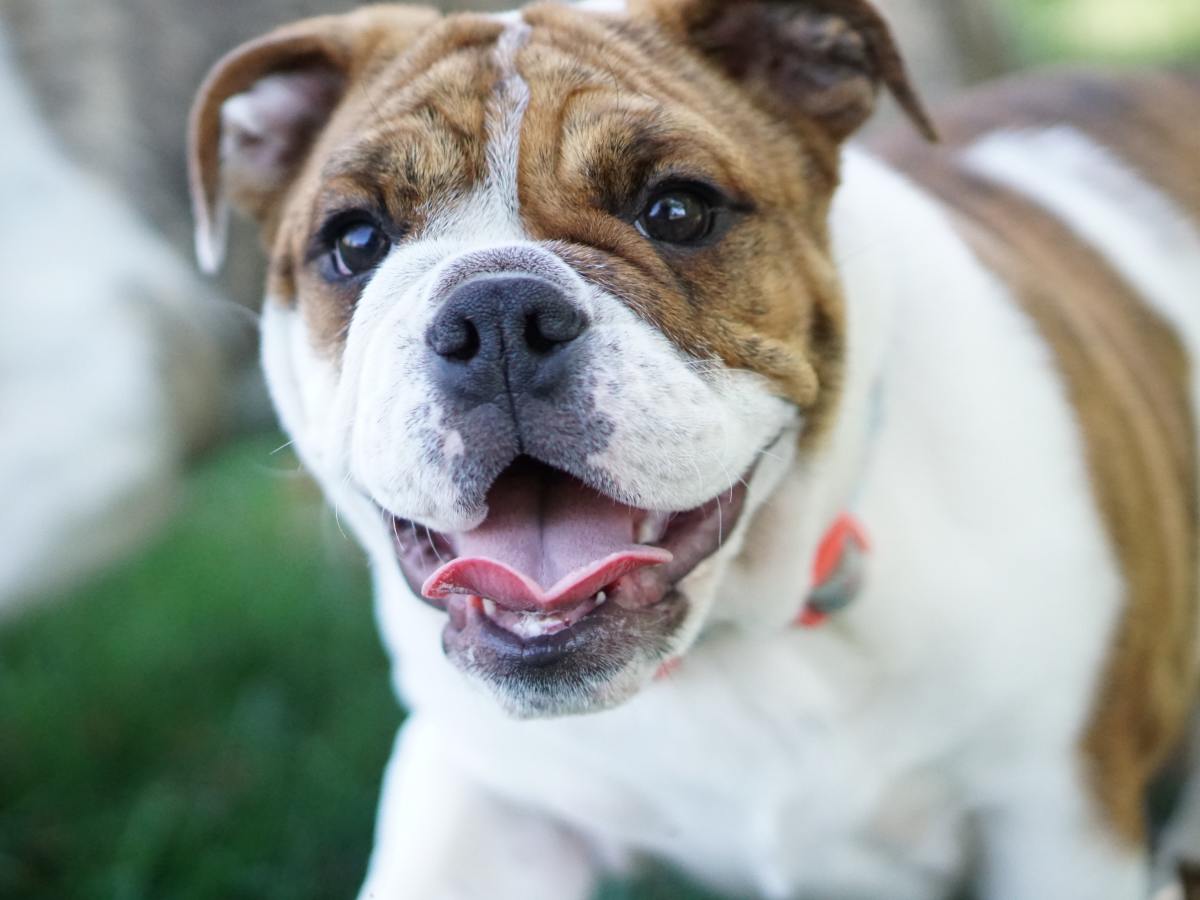 There are several different types of bulldogs out there. Read on to learn some interesting facts about these dogs!