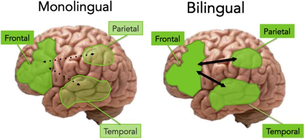 An illustration of two aging brains: one is monolingual and another one is bilingual. Bilinguals show more connectivity of frontal lobe with temporal and parietal lobes.