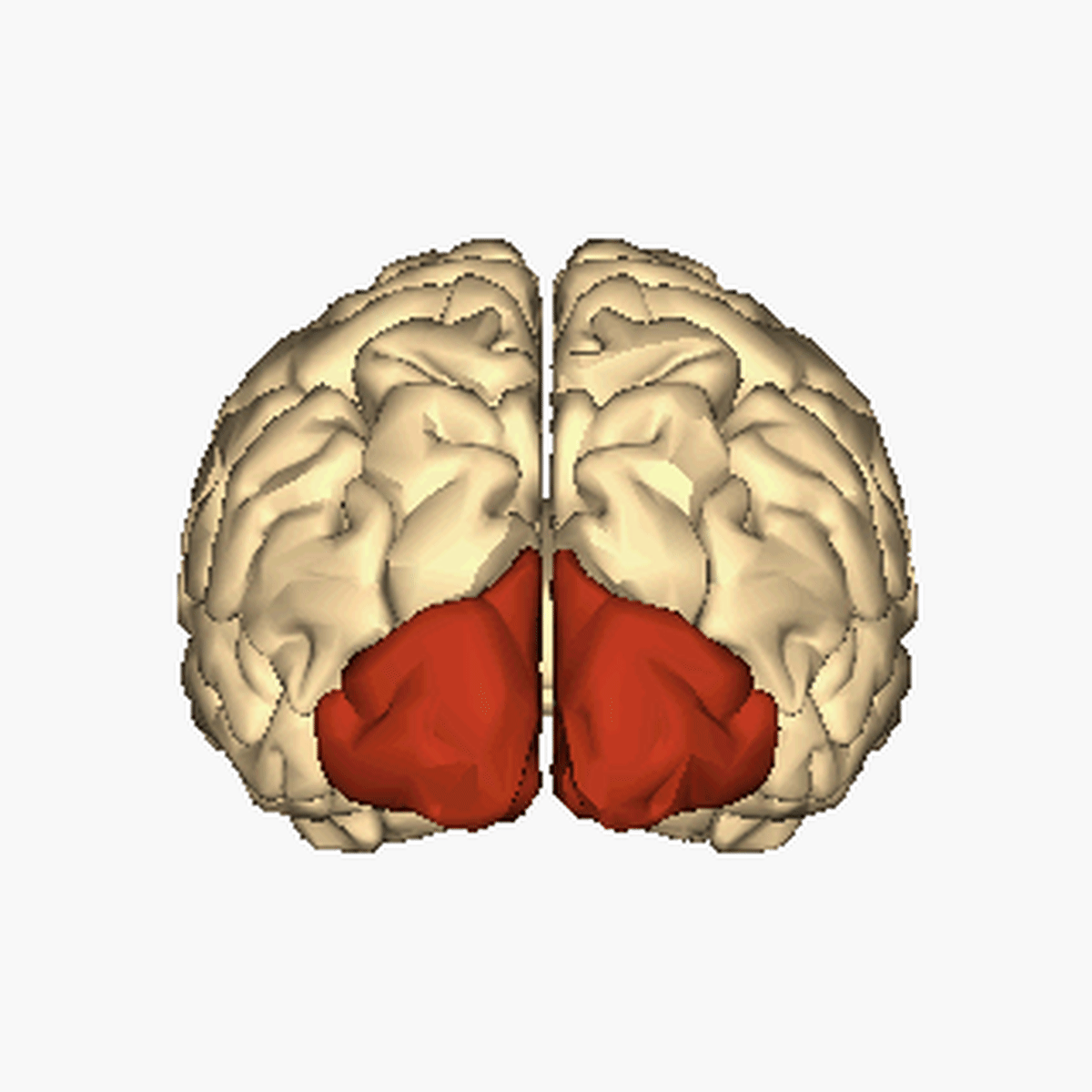 occipetal lobes in cerebral hemispheres