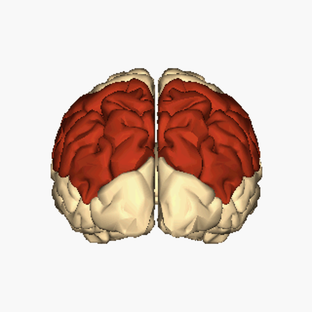 parietal lobes in cerebral hemisphres