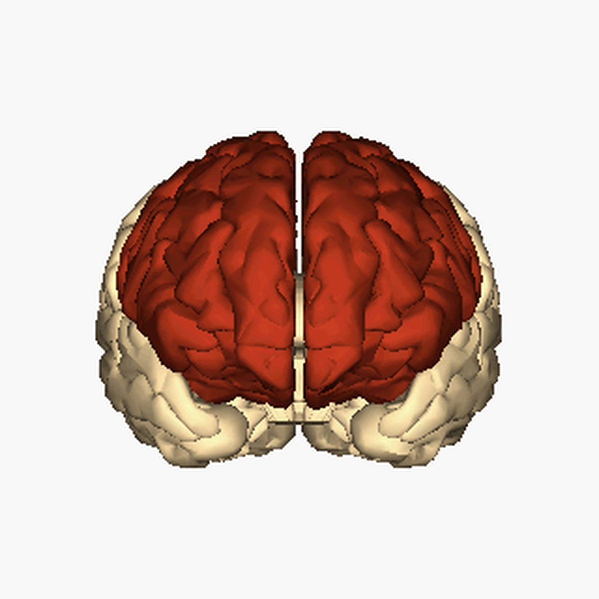 frontal lobes in both the regions of cerebrum