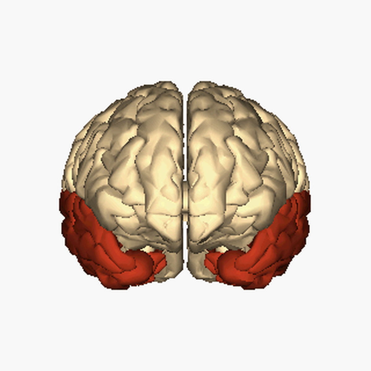 temporal lobes—regions of cerebral hemispheres