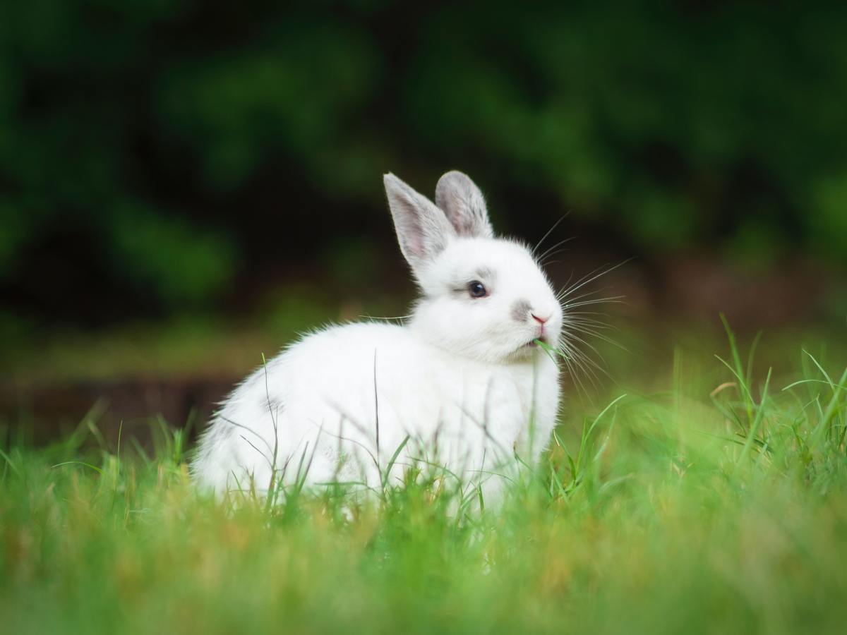 Rabbit poop seems to be irresistible for dogs, but will eating it hurt them? 