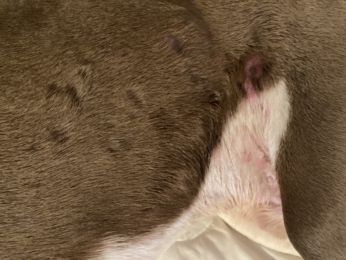 The sudden appearance of bald patches on your dog can be caused by several different issues. Learn what they are and how to deal with them. 