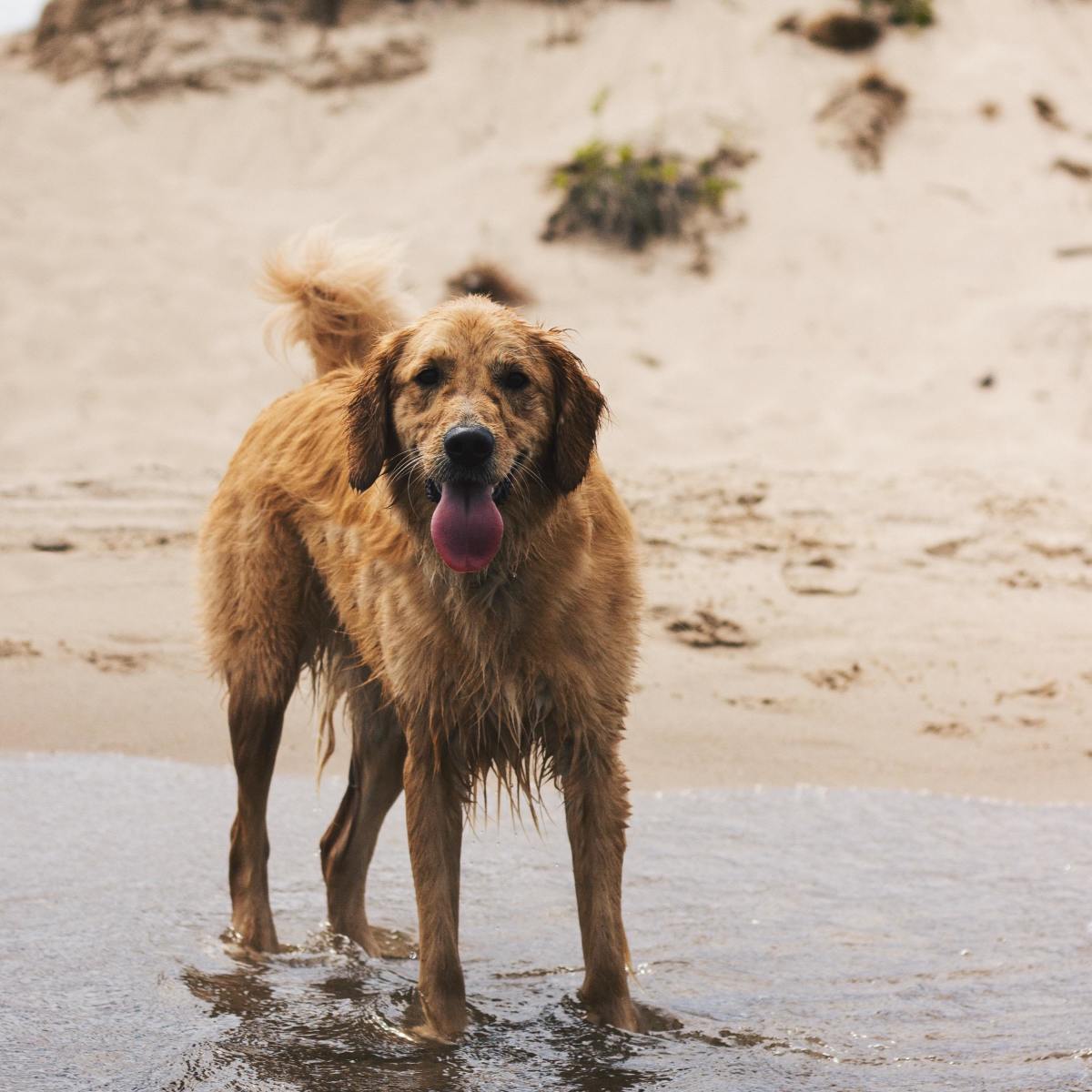 Consistently wet fur can be a problem, especially for Golden Retrievers, who are already prone to skin issues. 