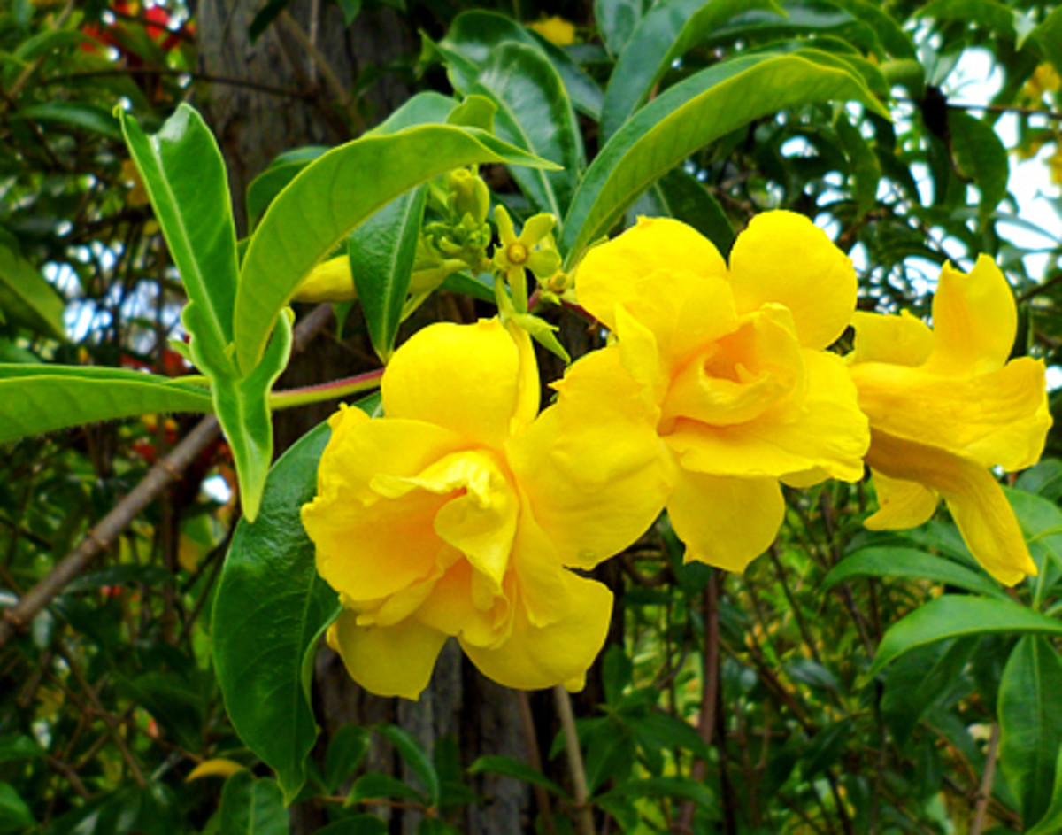 'Stansill's Double'  allamanda flowers (Allamanda cathartica)