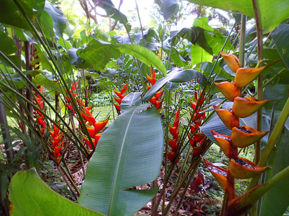 Lobster claw heliconias (Heliconia sp.)