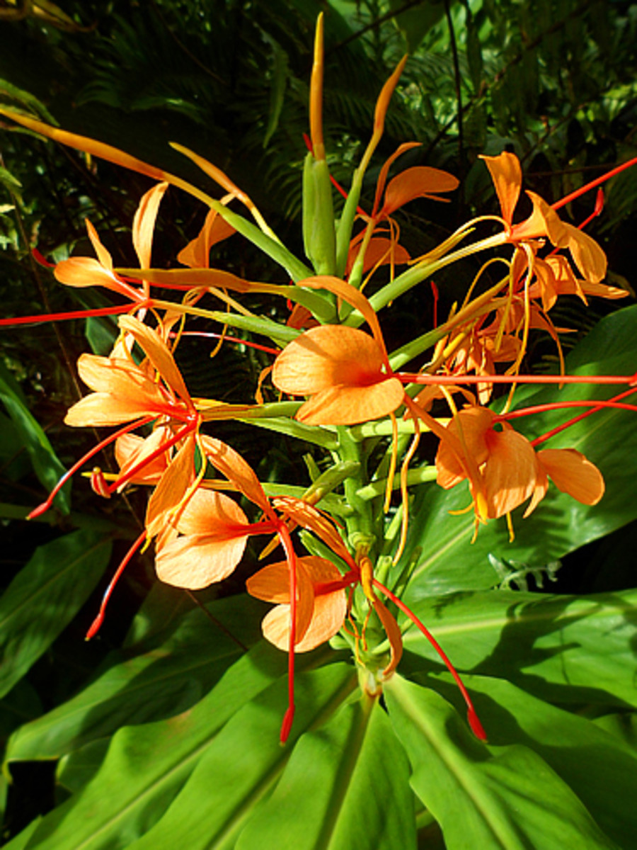 Orange ginger lily (Hedychium sp.)
