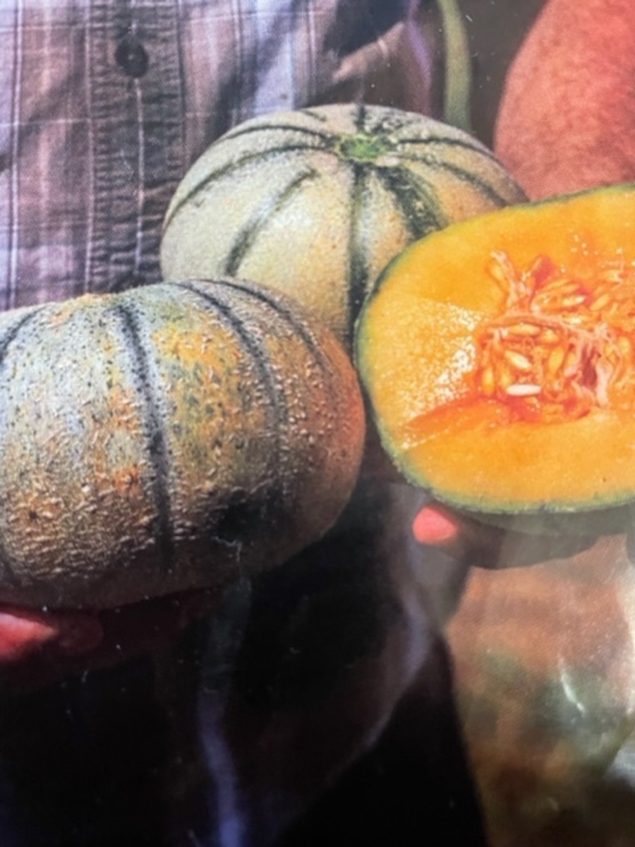 madhu-ras-melon