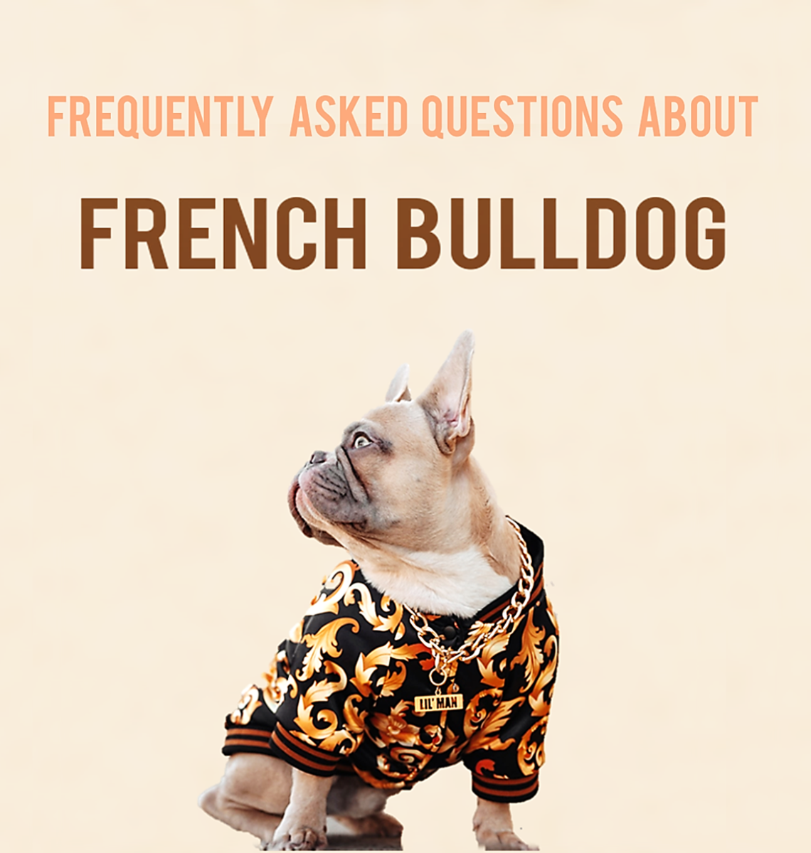 21 Frequently Asked Questions About French Bulldog