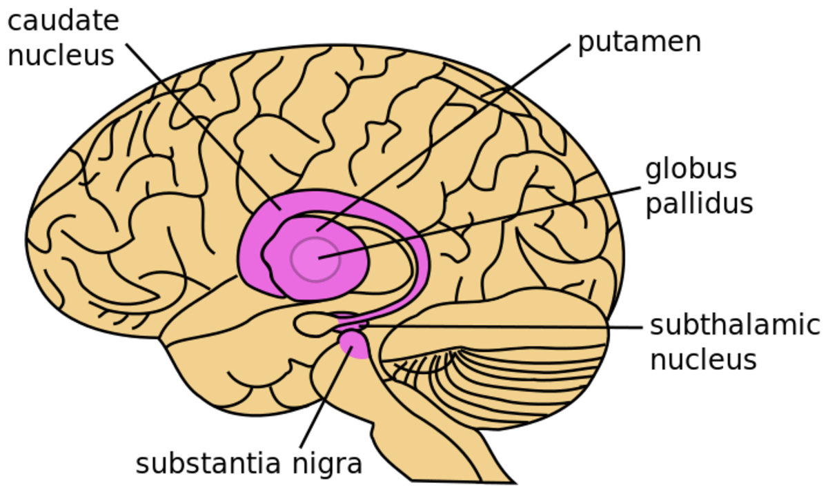 Lateral View: Human Brain, Basal ganglia highlighted in purple.
