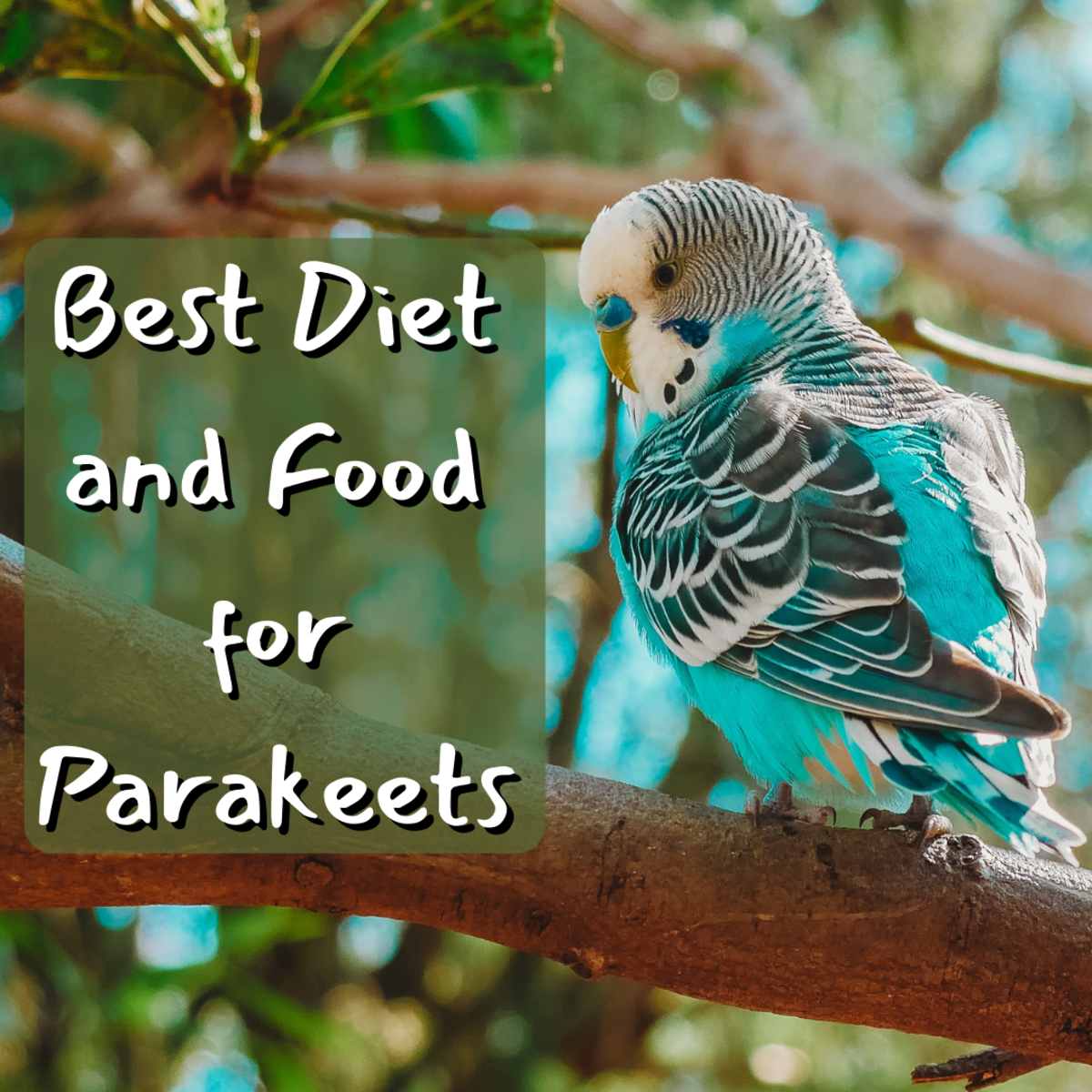The Best Parakeet Diet and Foods: What to Feed a Budgie
