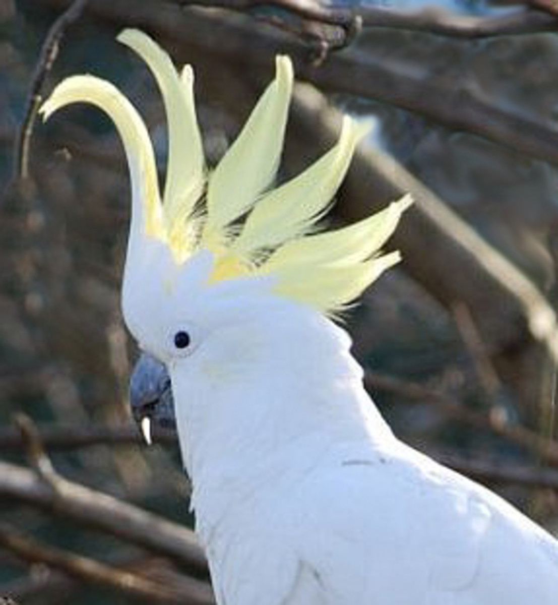 Australian Native Birds - Sulphur-Crested Cockatoo