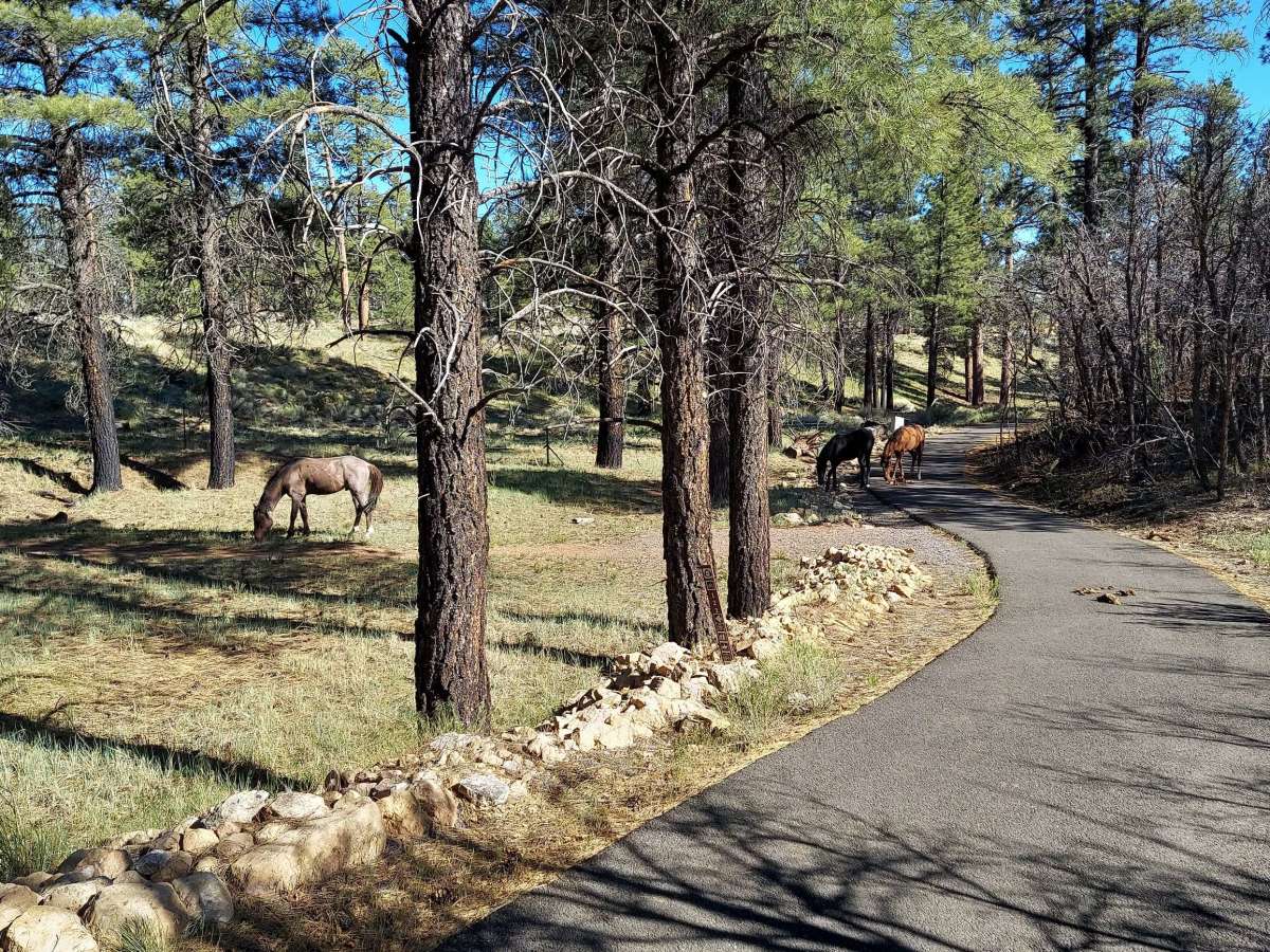 to-be-wild-again-the-wild-horses-near-the-grand-canyon