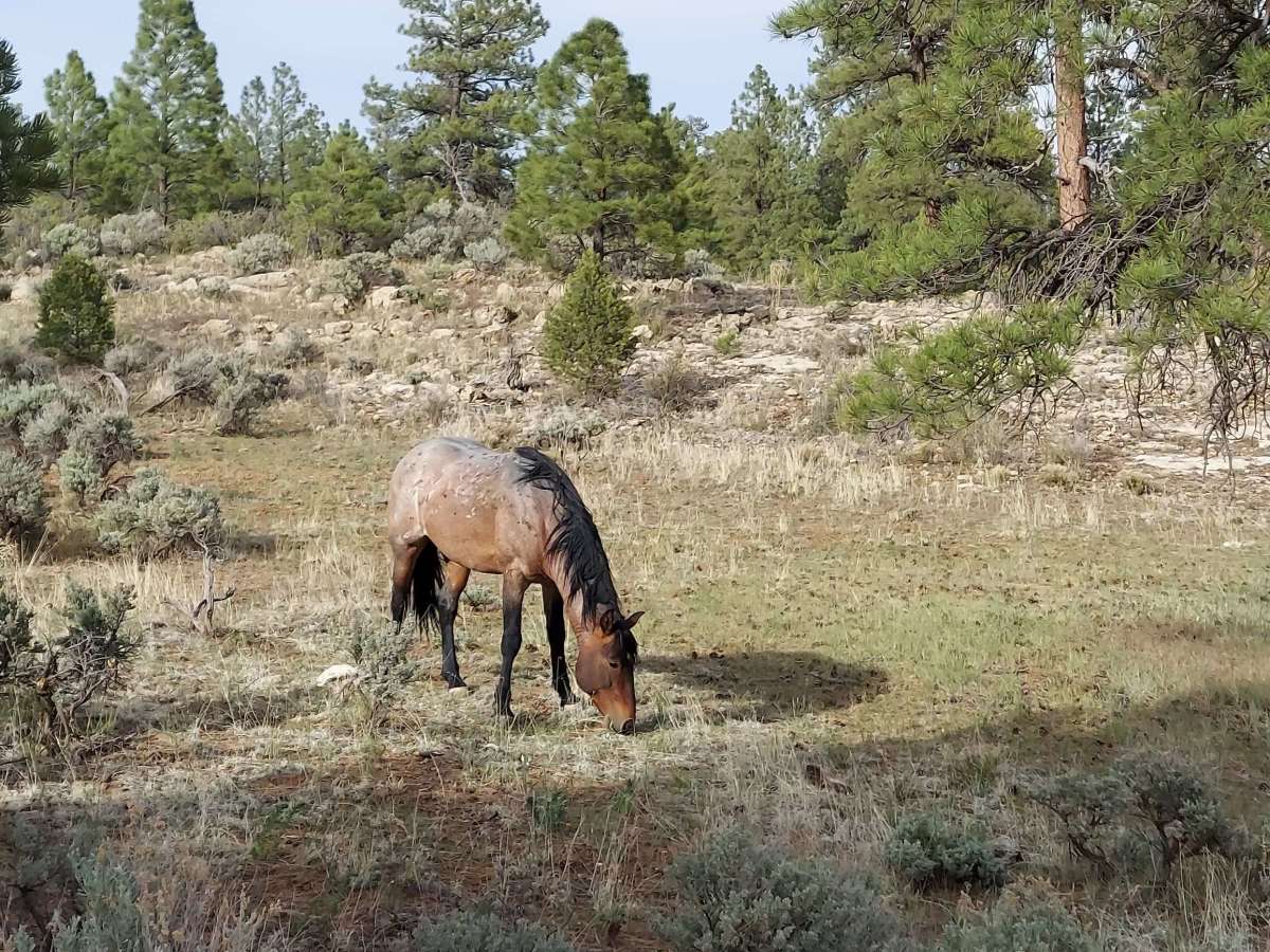 Where did the wild horses come from? Have they always been here?