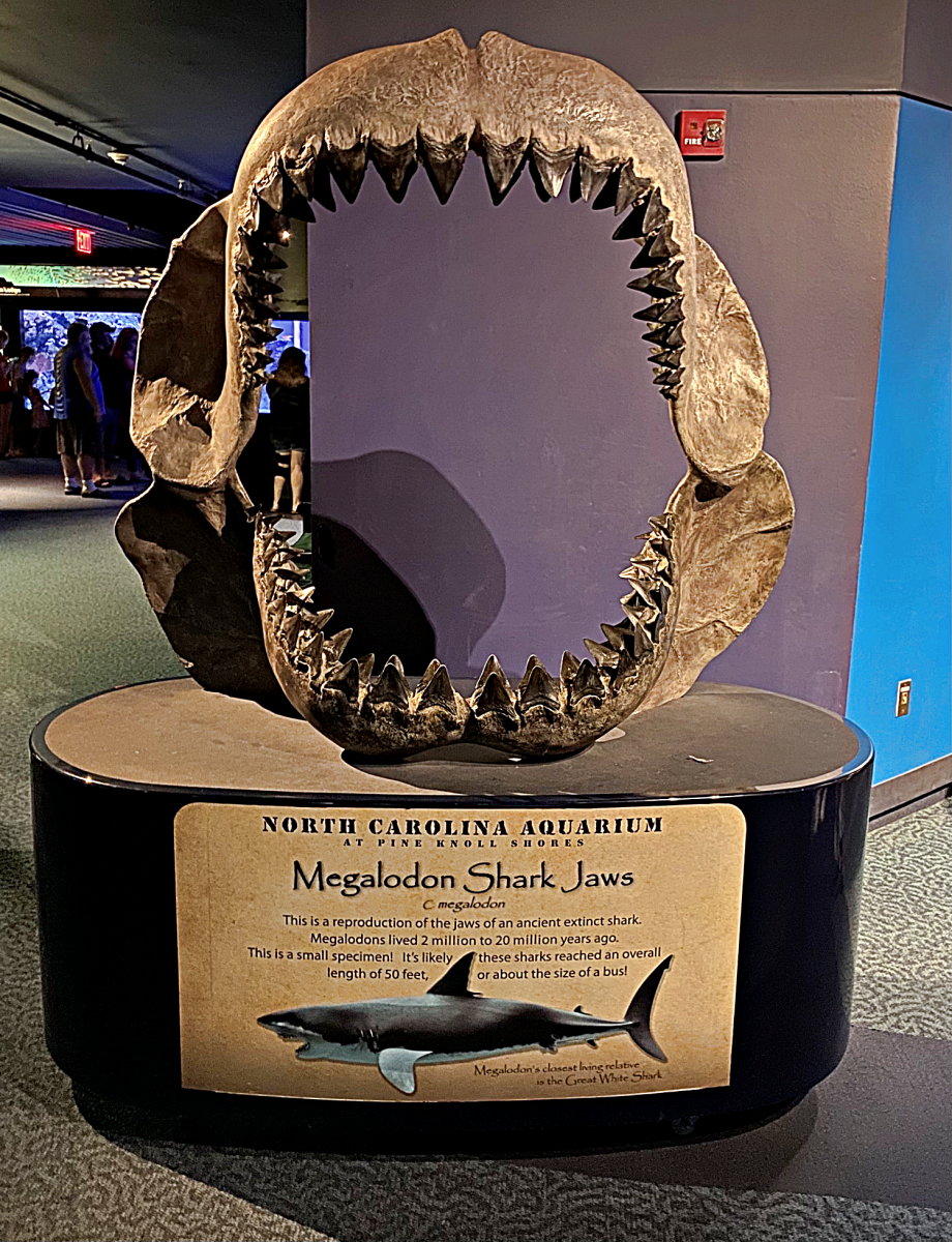 Remembering the Fake Megalodon Documentary in Shark Week 2013