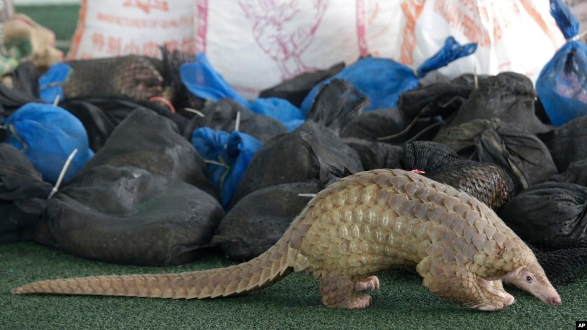 pangolins-and-covid-19-some-emerging-facts