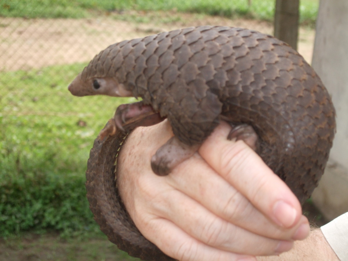 pangolins-and-covid-19-some-emerging-facts