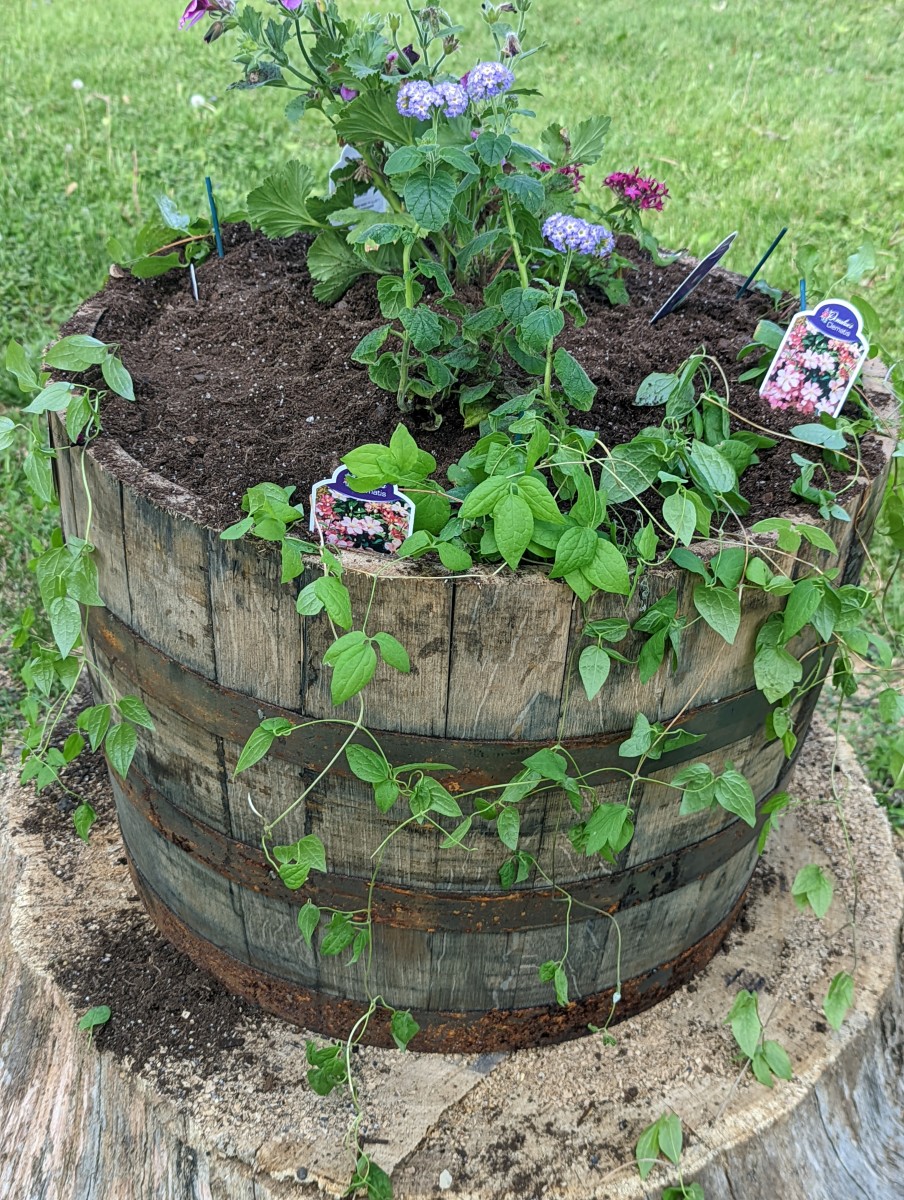 container-whisky-barrel-planter-plants-to-fill-them-up-to-overflowing