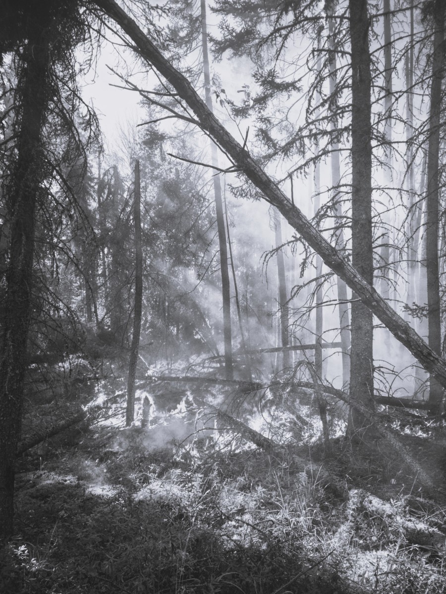 The Top 10 Worst Wildfires in American History Owlcation