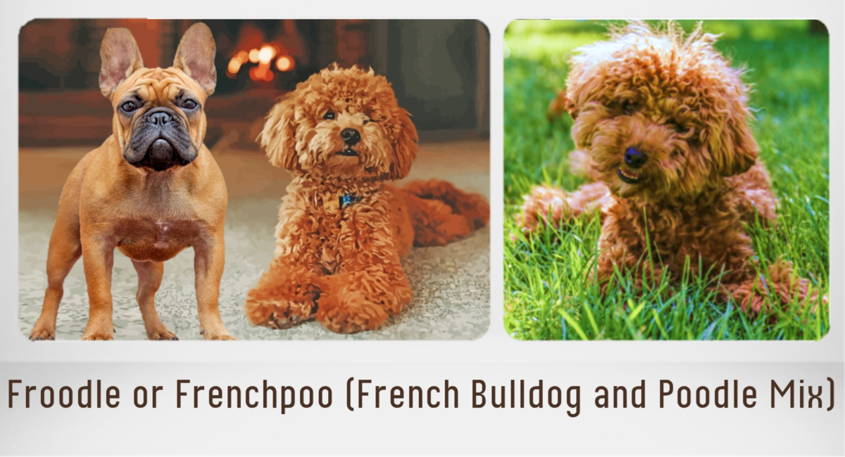Froodle or Frenchpoo (French Bulldog and Poodle Mix) 