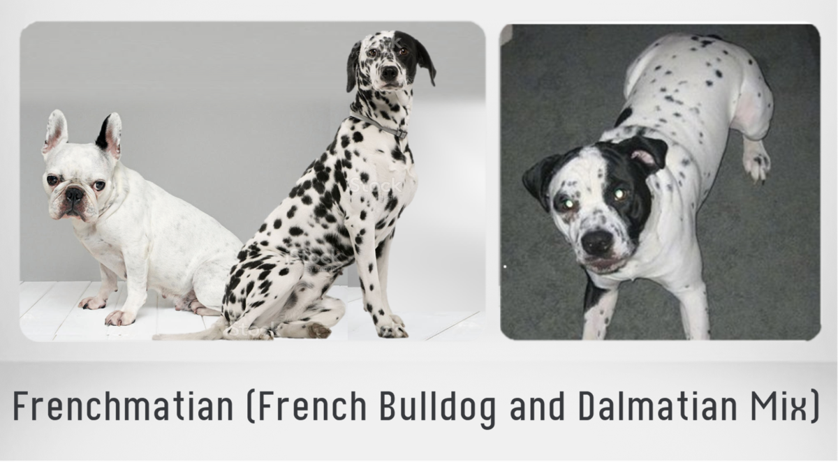 French Bullmatian - Dalmatian and French Bulldog Mix