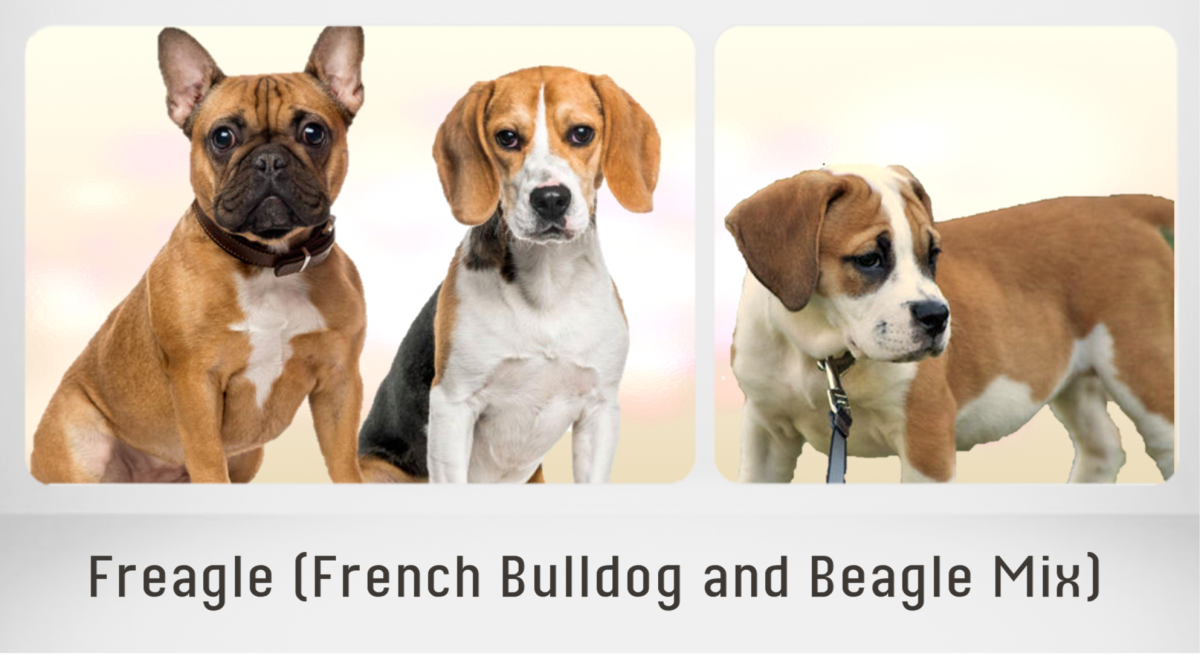 French Bulldog and Beagle Mix