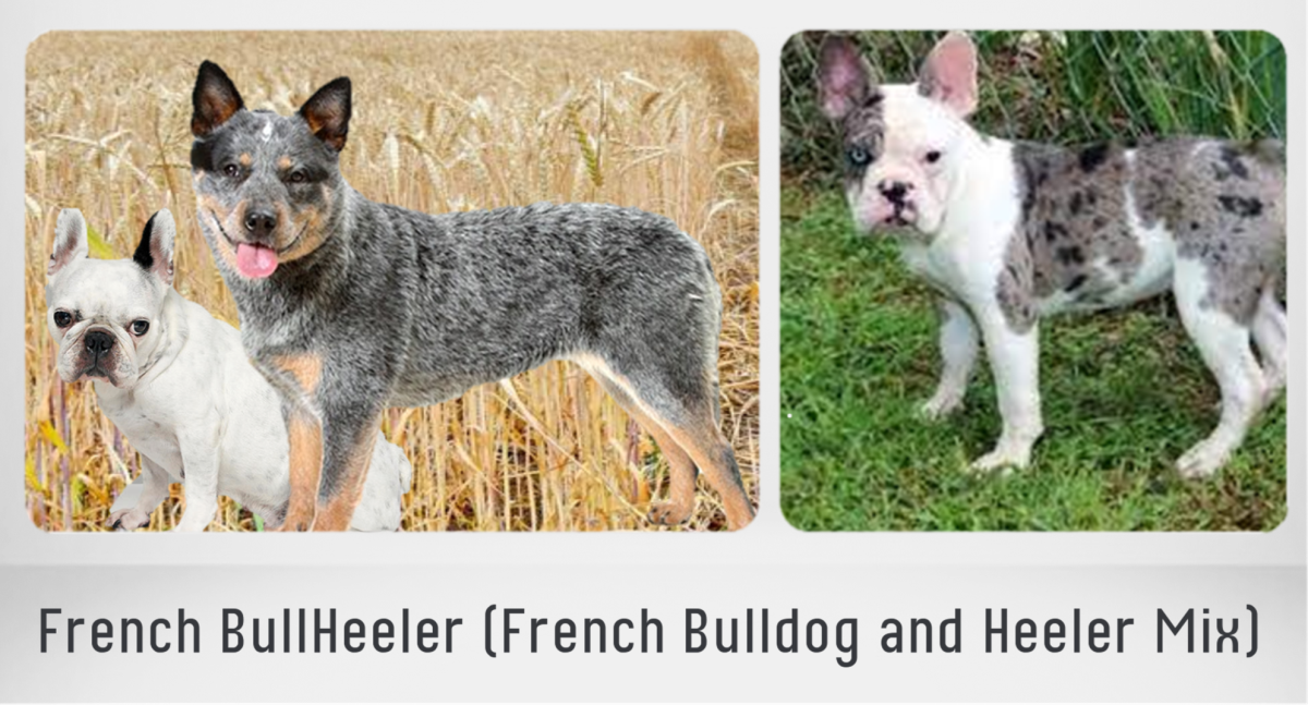French Bulldog and Blue Heeler Mix