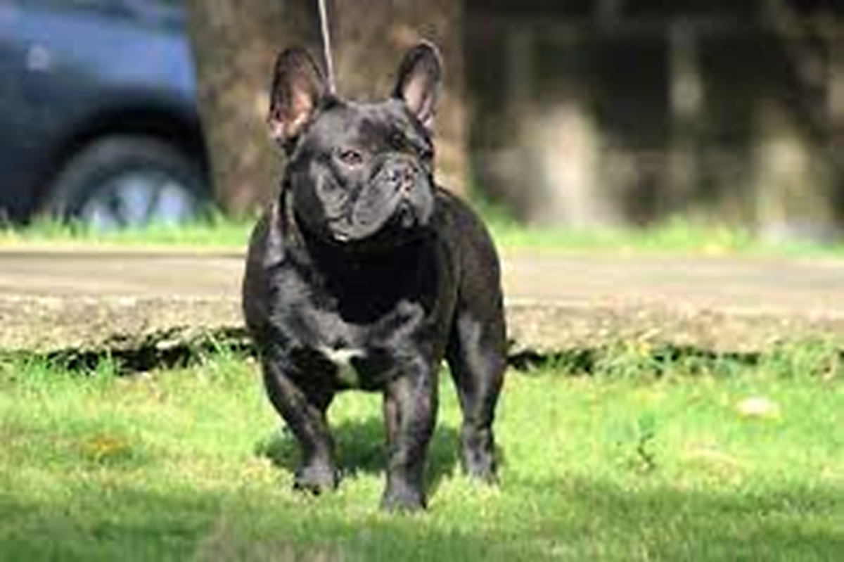 French Bully Or French Bulldog Bully (French Bulldog and American Bully Mix)