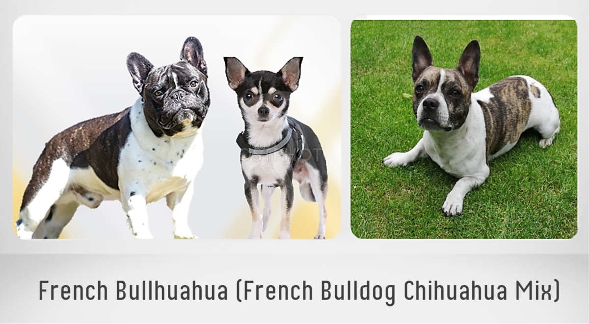 French Bulldog and Chihuahua Mix