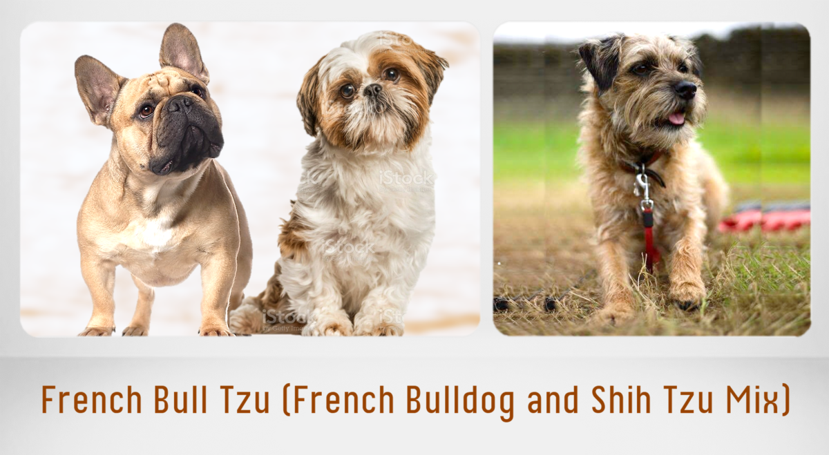 French Bull Tzu  (French Bulldog and Shih Tzu Mix) 