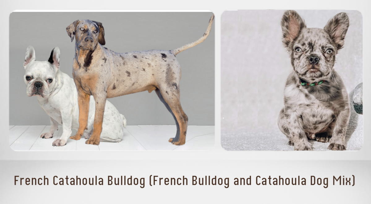 French Catahoula Bulldog (French Bulldog and Catahoula Dog Mix)