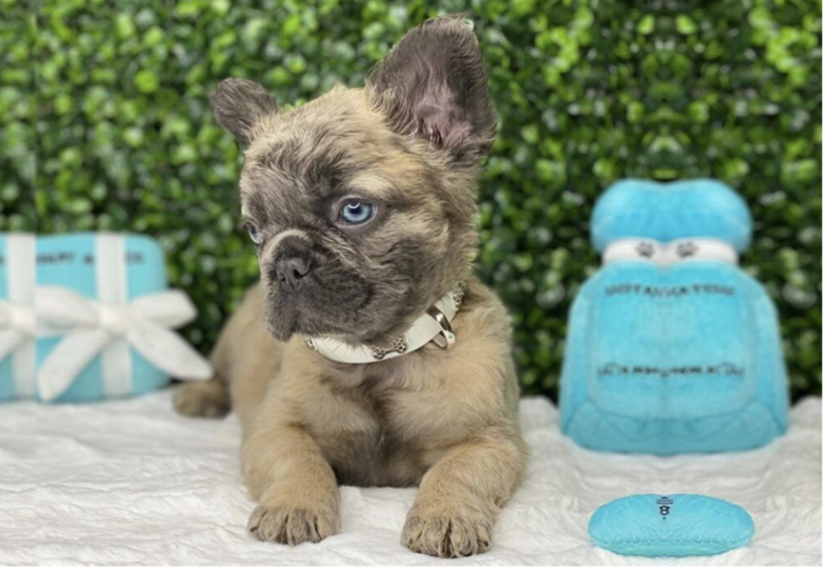 Frorkie (French Bulldog and Yorkie Mix)