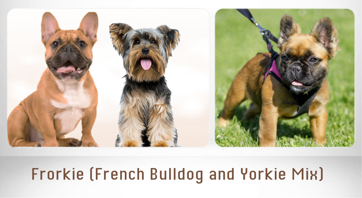 nødvendighed Meningsfuld sekundær 15 Most Popular French Bulldog Mix Dogs - PetHelpful