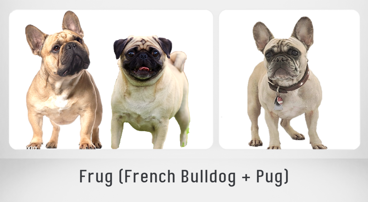 french bulldog american bully mix