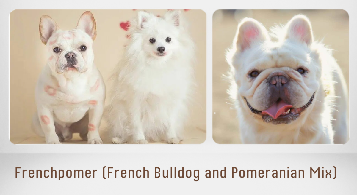 Are French Bulldogs Cross Breeds