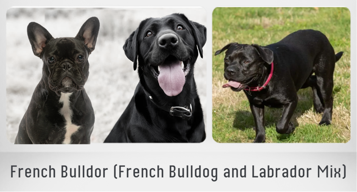 French Bulldog and Labrador Mix Dog 