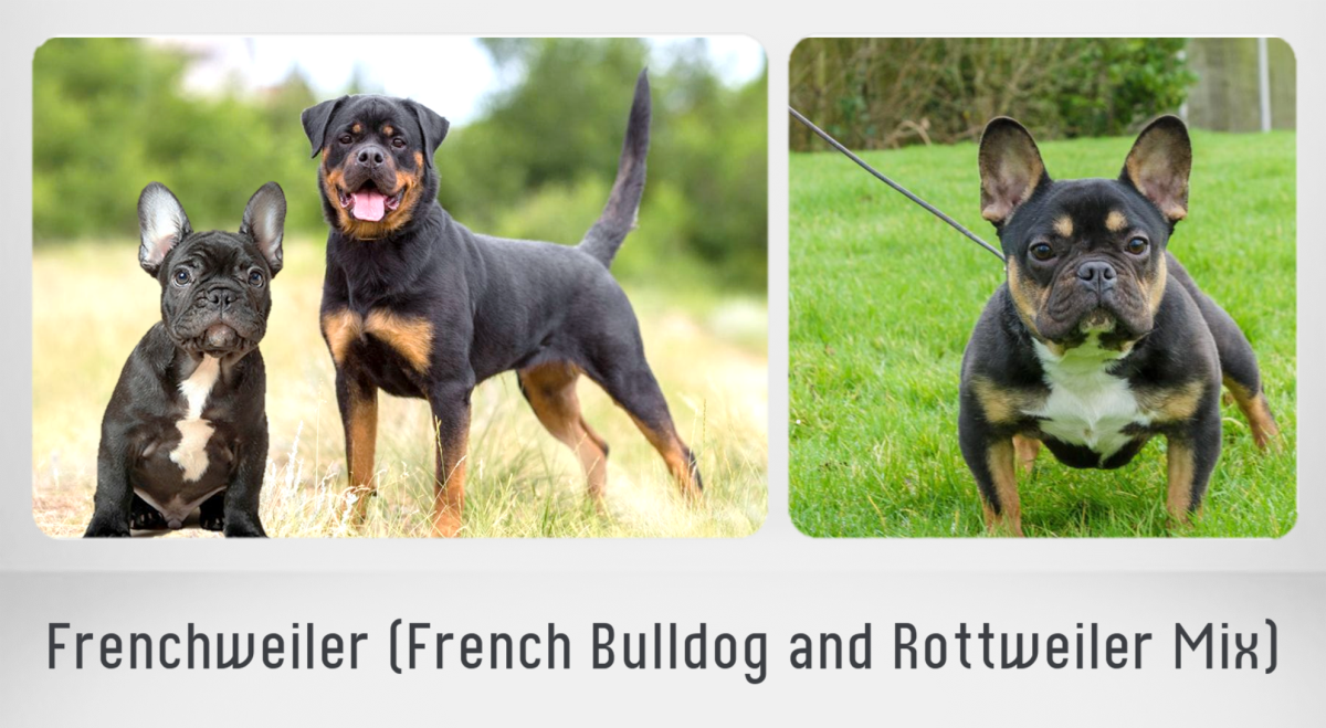 Frenchweiler (French Bulldog and Rottweiler Mix)
