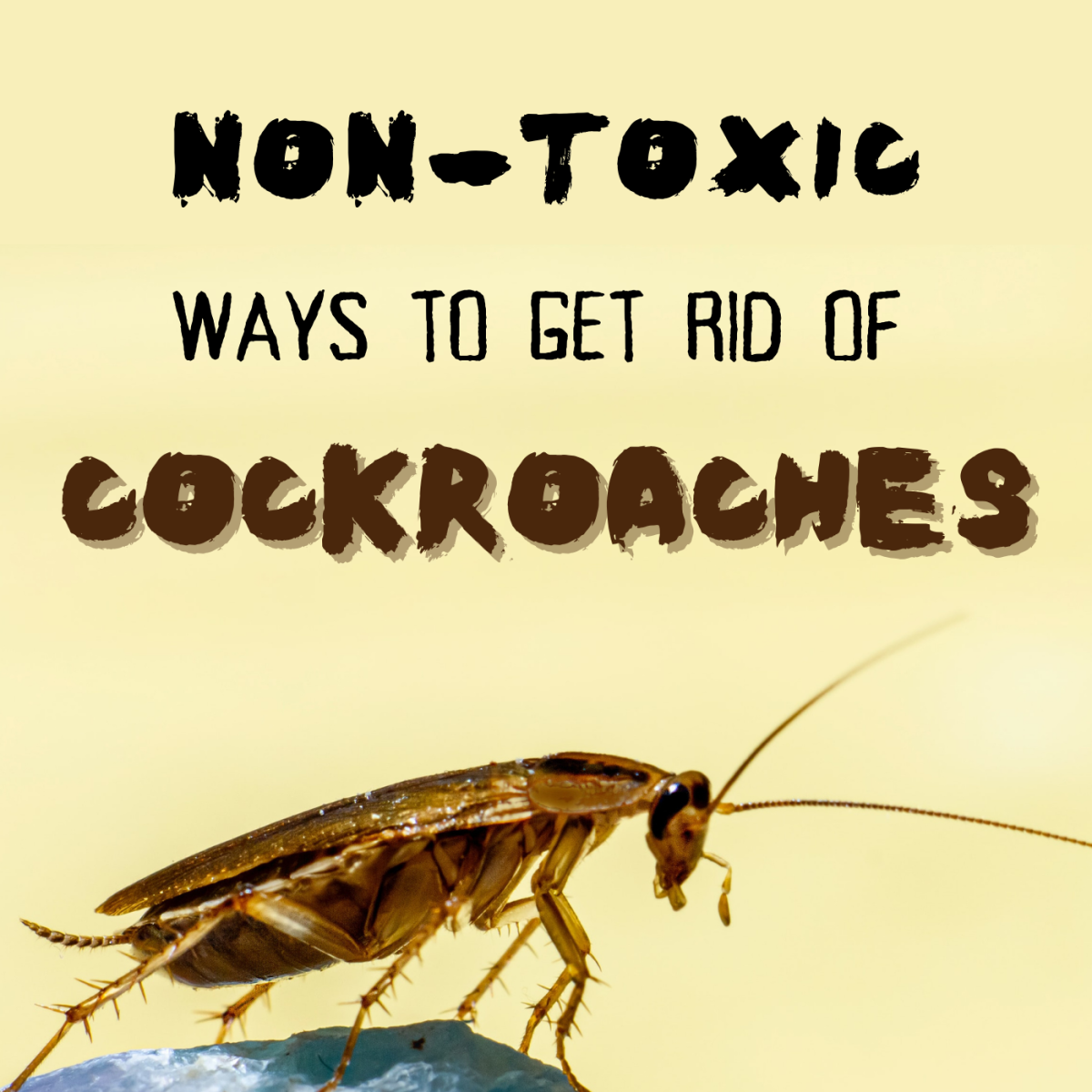 10 ways to safely get rid of cockroaches