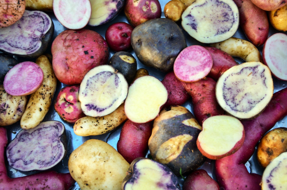 potato-the-food-that-changed-history