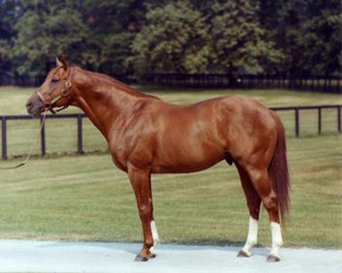 Secretariat is judged by many to have been the greatest thoroughbred ever.