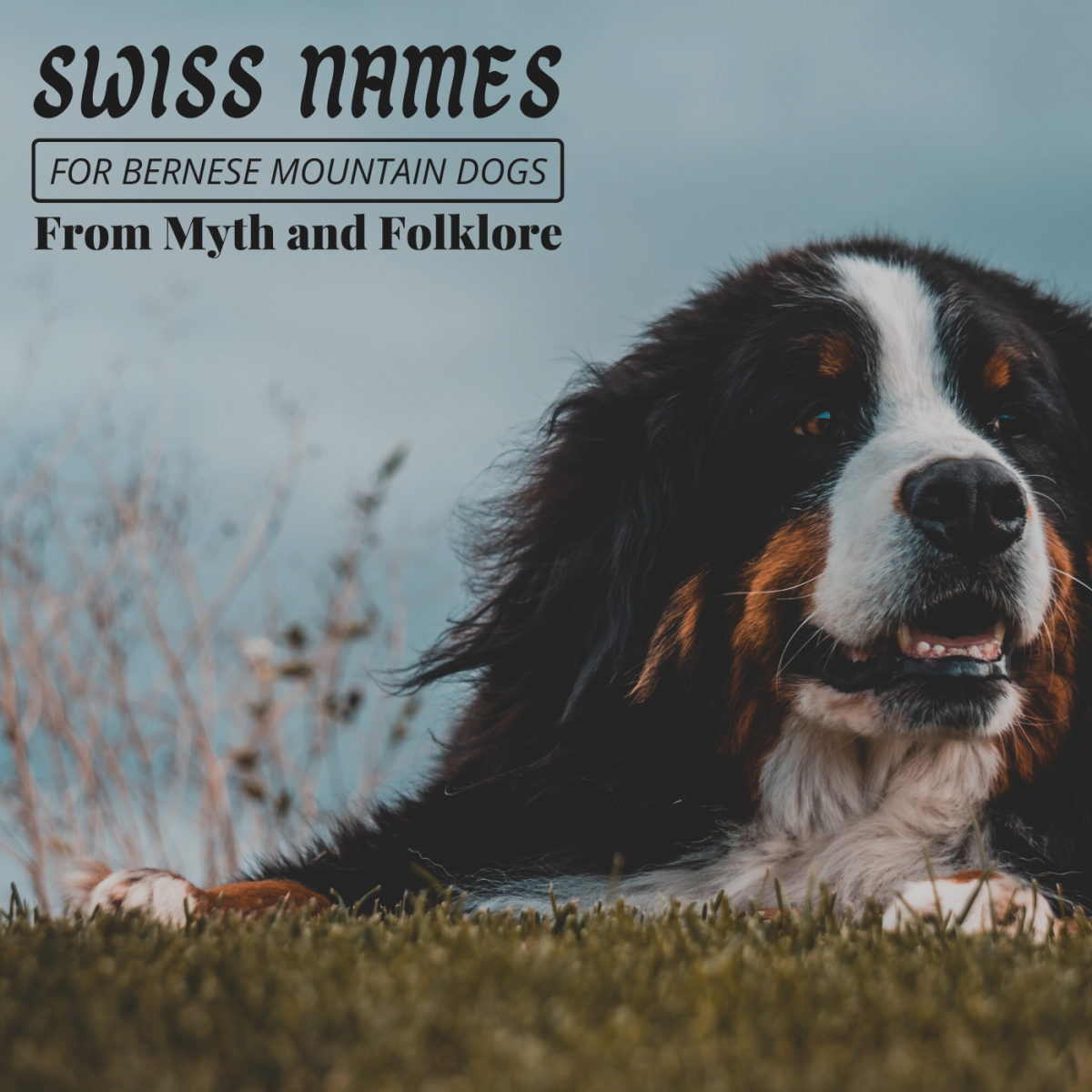 Why not give your Bernese Mountain Dog a genuine Swiss name from the country's folklore? 