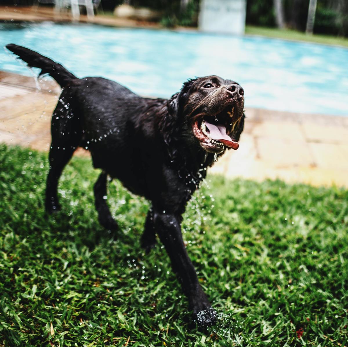 With proper access to water and shade, certain dogs are able to stay outdoors for up to 12 hours at a time. 