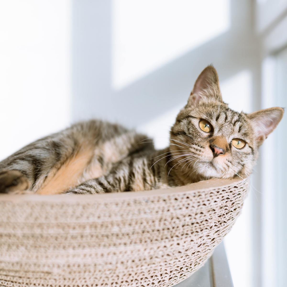 How Long Does Tapeworm Medication Take to Work in Cats?