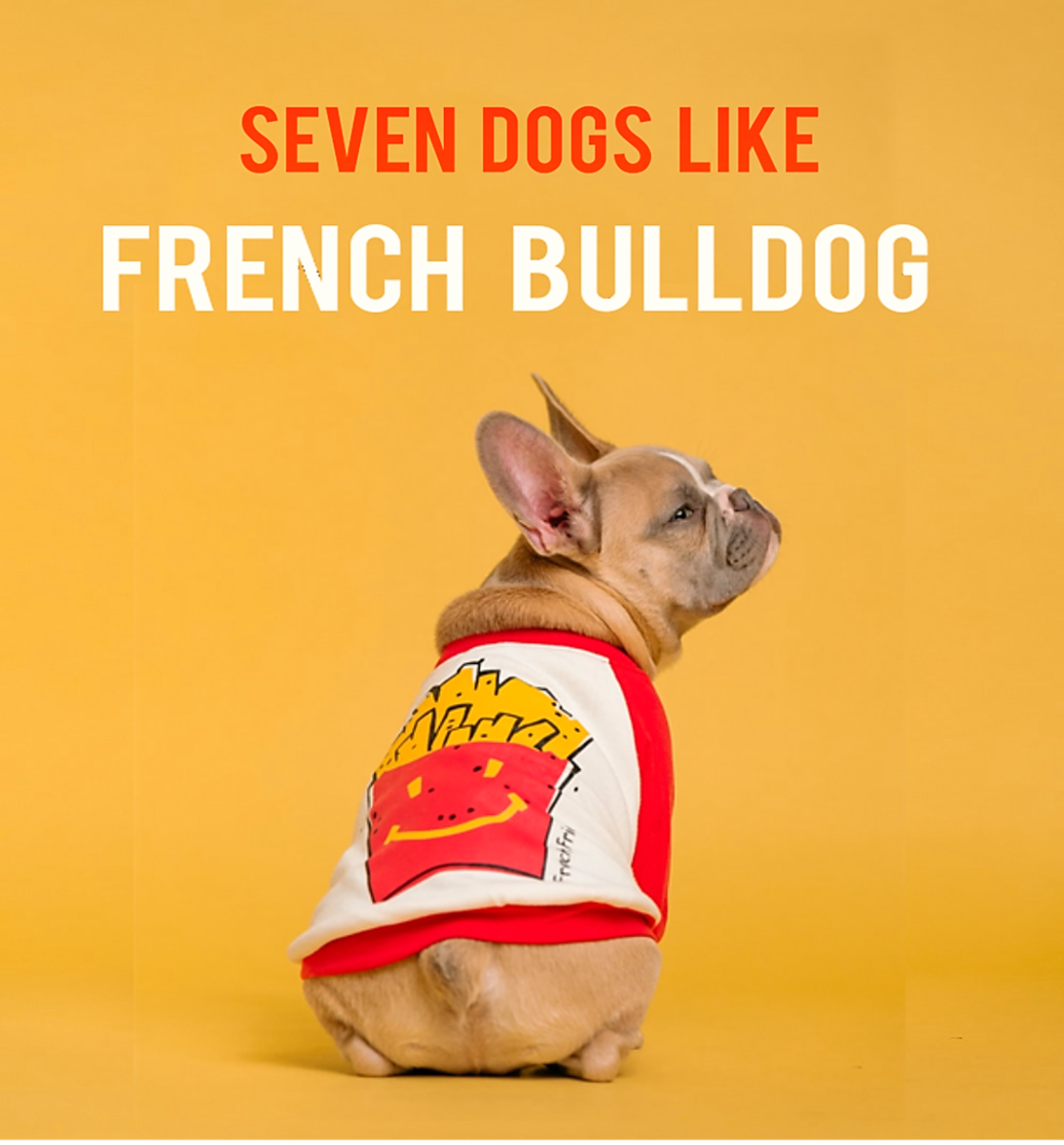 Seven Dogs That Look Like French Bulldog