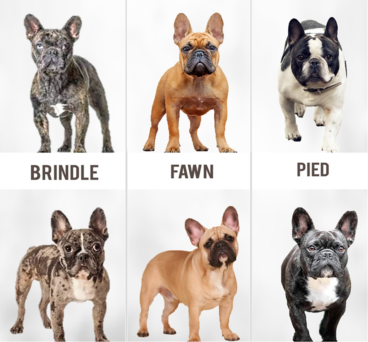 French Bull Dog Colors