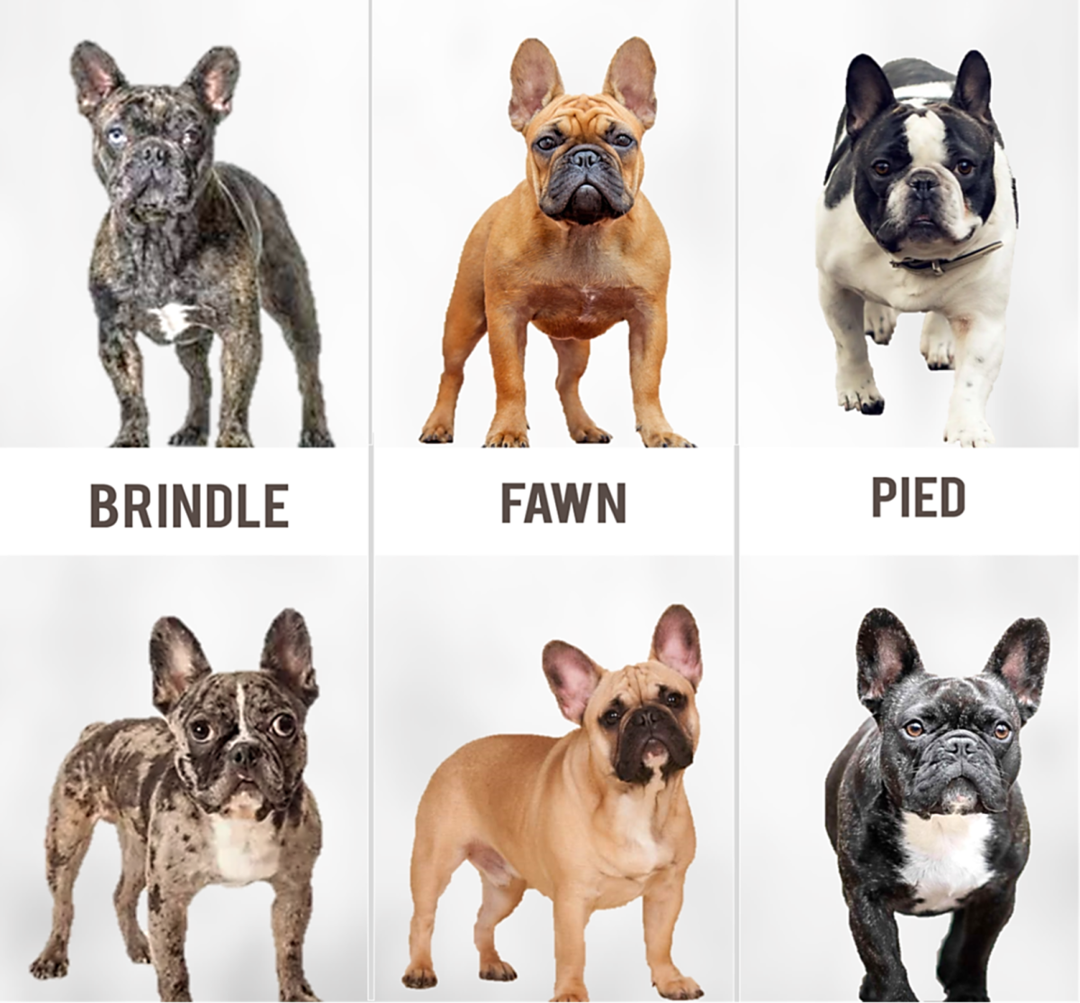 What Are The Different Breeds Of French Bulldogs