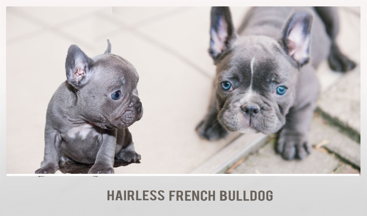 Hairless French Bulldog