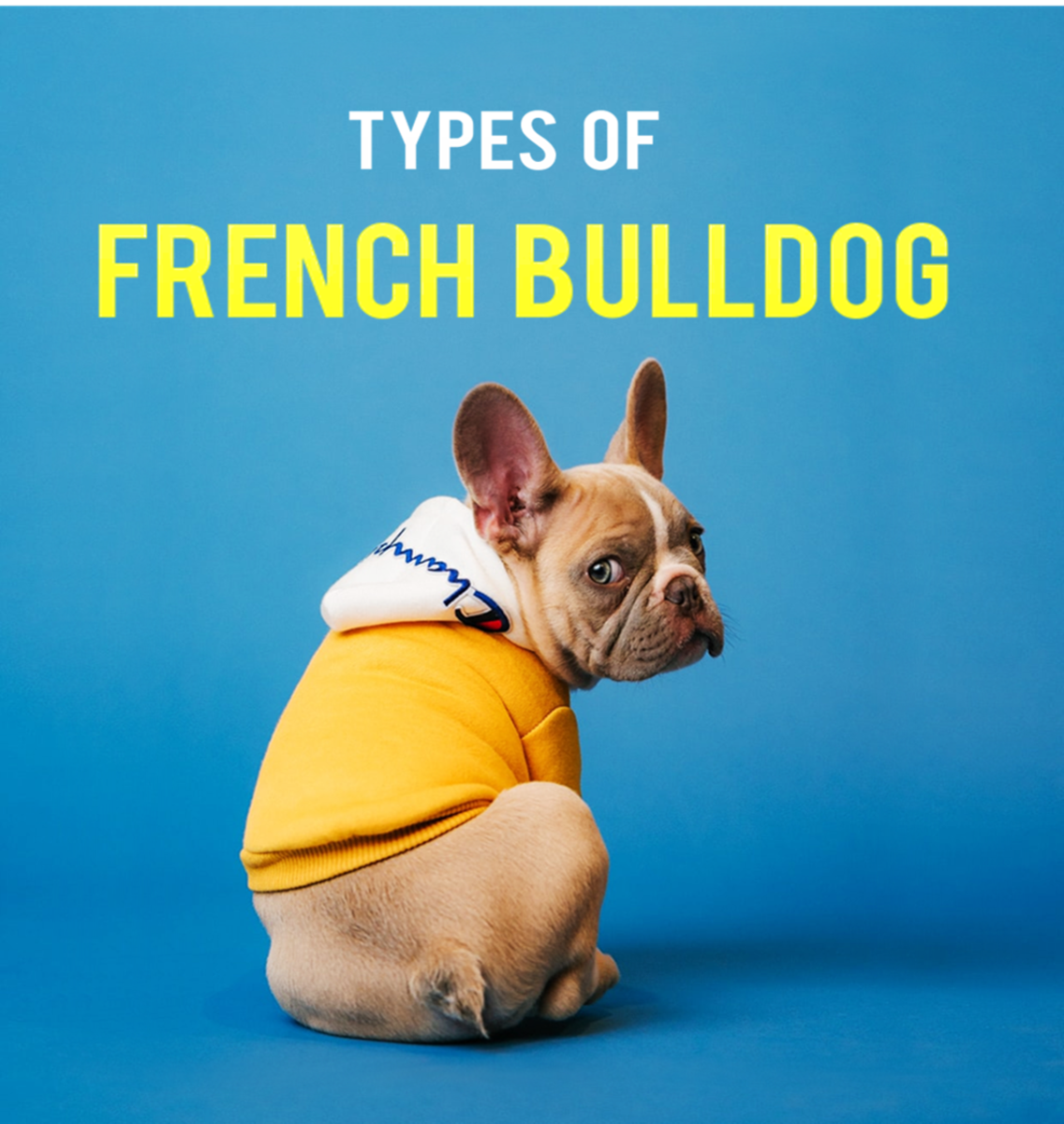 Types of French Bulldog